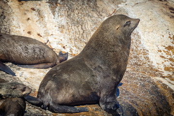 Seal on a Hout Bay seal island in Cape Town, South Africa