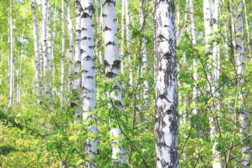 Young birch with black and white birch bark in spring in birch grove against the background of other birches