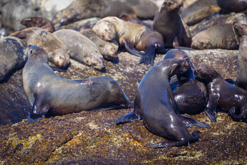 Fototapeta premium Lots of seals on a Hout Bay seal island in Cape Town, South Africa