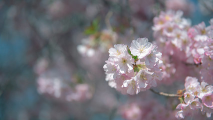 Branch with cherry blossom in close up