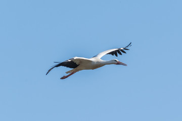 Fototapeta na wymiar Storch in der Luft mit grossen Flügel