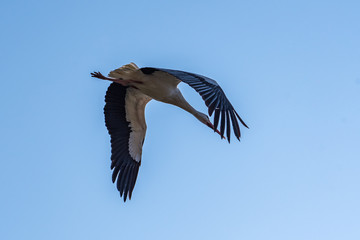 Storch am blauen Himmel - fliegender Vogel