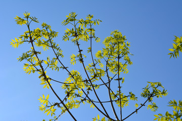 Green leaves against clear blue sky. Acer negundo.