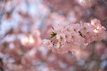 Branch with cherry blossom on blue background