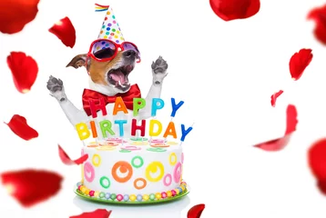 Photo sur Plexiglas Chien fou joyeux anniversaire chien