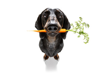 dog  with  healthy  vegan carrot in mouth