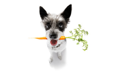 chien avec une carotte végétalienne saine dans la bouche