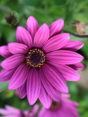 Obraz premium Purple Flower Center