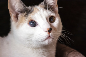 Sick cat with eye disease