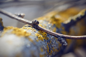 Tree bark covered with yellow tenacious lichen and a thin branch with buds about on a blurred...