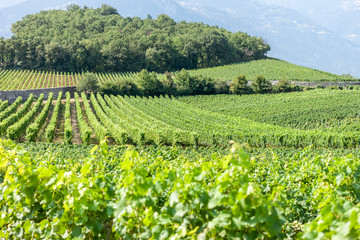 Fototapeta na wymiar green summer vineyard landscape beautiful nature of Switzerland