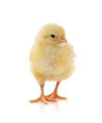 Small yellow chicken.