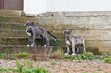 Two dogs breed  irish wolfhound  puppies standing in the old yard