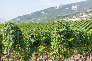 Fototapeta na wymiar green summer vineyard landscape beautiful nature of Switzerland