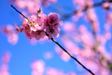 Fototapeta na wymiar Almond tree blossoms against a blue sky