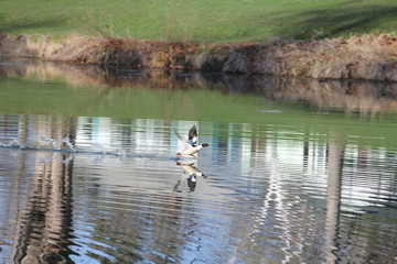 Bird Water Landing