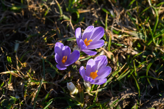Nahansicht der weissen und lilanen Krokussse auf der Alm  in der Sonne