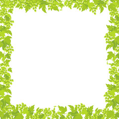 Fototapeta premium Hop plant frame square banner. Place for text. Border frame isolated background template. Hop green leaves and cones. Lupulus humulus. Vector flat Illustration for beer shop or cafe advertising.