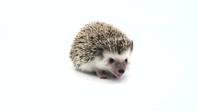 Cute hedgehog looks like it is talking to the camera while on a white studio background