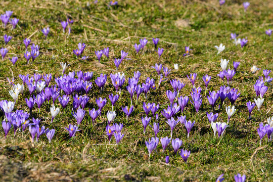 Fr&uuml;hlings-Krokus auf der Alm in weiss und lila Ausschnit