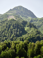 The slope of a high mountain, covered with green forest in the summer on a background of clear sky