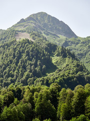 Obraz premium The slope of a high mountain, covered with green forest in the summer on a background of clear sky