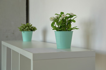 Decorative potted green plant in white minimalist interior