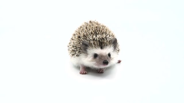 An adorable baby hedgehog on a white studio background
