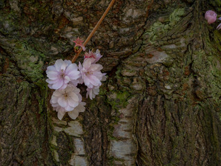 Junge Kirschbl&uuml;te auf Baumstamm mit gr&uuml;nen Blattern und selektivem Fokus vor unscharfem Hintergrund.