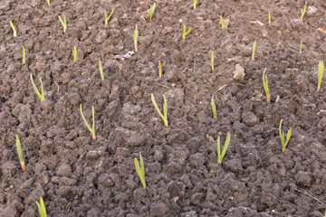 The first green shoots make their way through the ground. Arrival of spring. Selective focus.