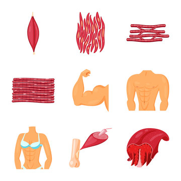 Isolated object of muscle and cells sign. Set of muscle and anatomy vector icon for stock.