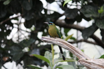 Fototapeta premium Bird on Branch