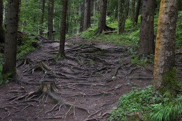 Trees deep in the forest, a look at the trunks. Grass, moss and ferns. Seven Ladders Canyon, Canionul Sapte Scari, Piatra Mare Mountains, Brasov, Romanian