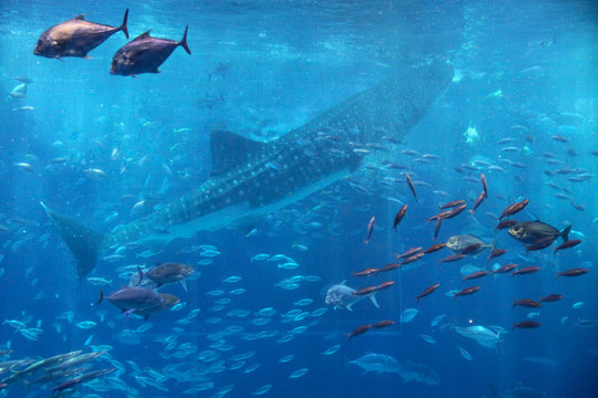 Fish swimming with whale shark, Blue ocean underwater creatures background concept image. 