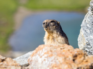 Marmot (marmota marmota) looking around