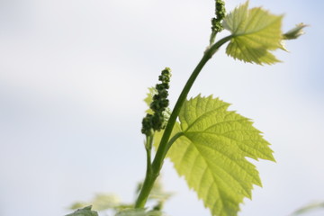 Spring . first shoots of grapes. background image