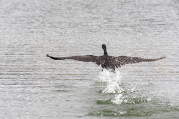 Kormoran fliegt über das Wasser