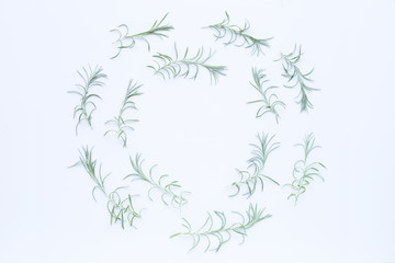 Obraz premium Curry plant leaves isolated on white