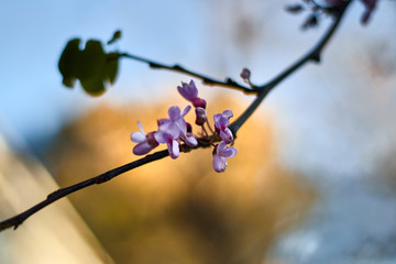 Pink flowers in branch
