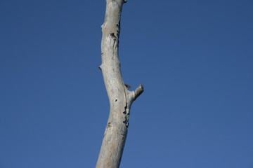  spring morning wasp traveler
