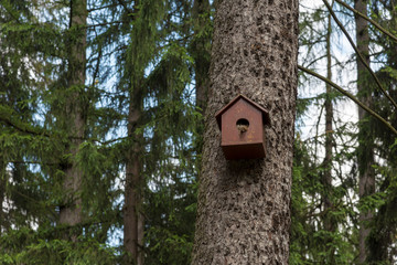 A bird house with a nest on a tree trunk, the forest in the background