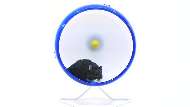 Hamster has a lazy workout in wheel as he takes a few slow steps and then leaves