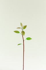 Macro of little sprout avocado on the bottle