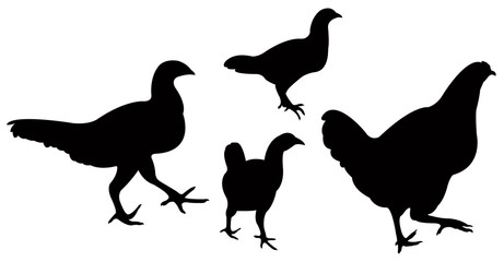 chickens body silhouette vector