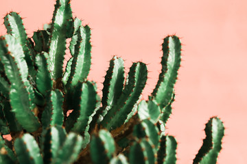 Green cactus on orange background natural light