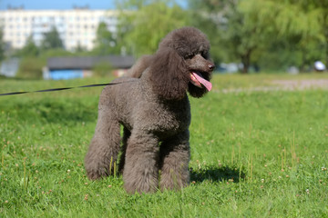 brown royal poodle in the summer