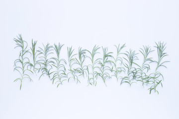 Curry plant leaves isolated on white