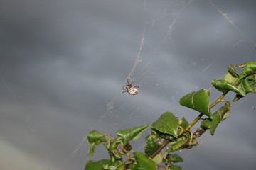 spider weaves a web! trap do it yourself