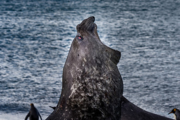 Fototapeta premium Südliche See-Elefant / Elephant Seal