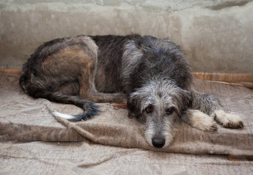 Sad dog breed  irish wolfhound   is lying on a gray rug